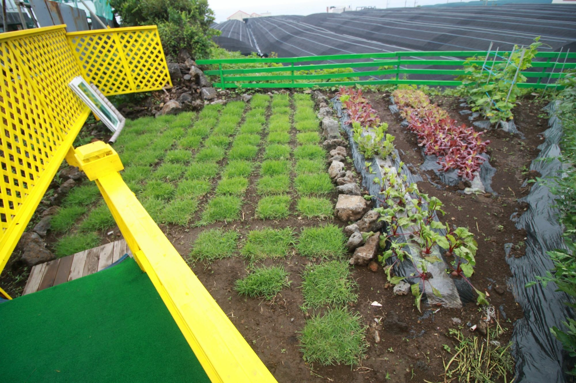 Jeju Sunflower Pension Seogwipo Bagian luar foto